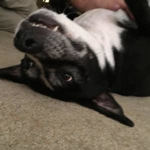 Meet your Posher, Josh